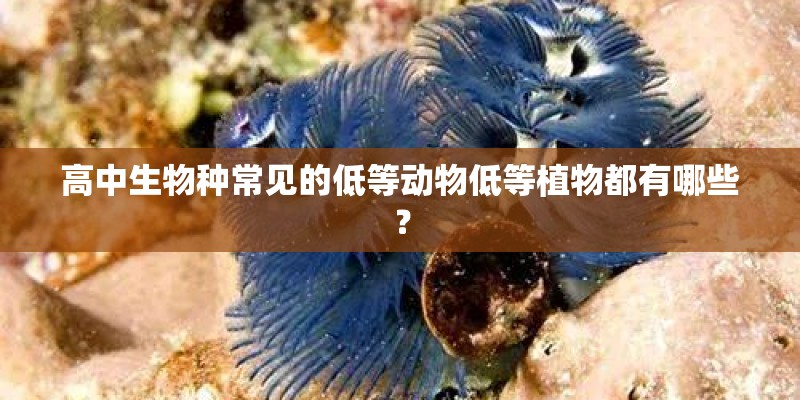 高中生物种常见的低等动物低等植物都有哪些？