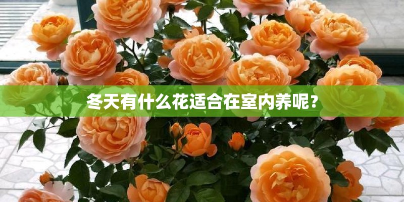 冬天有什么花适合在室内养呢？