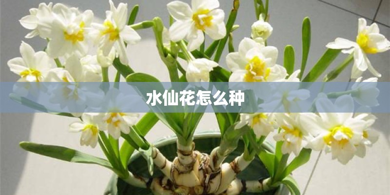 水仙花怎么种