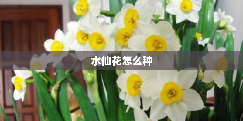 水仙花怎么种