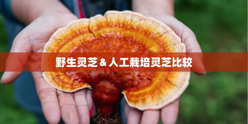 野生灵芝＆人工栽培灵芝比较