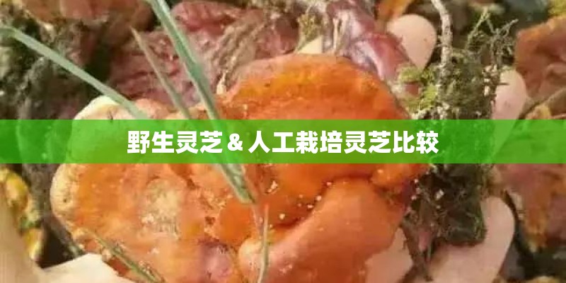 野生灵芝＆人工栽培灵芝比较