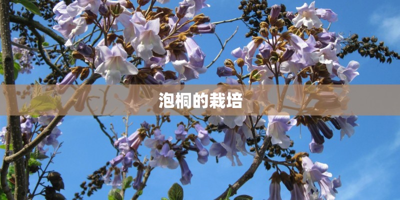 泡桐的栽培