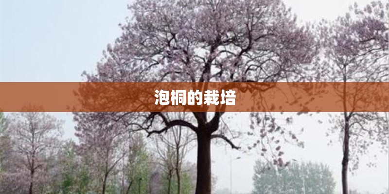 泡桐的栽培
