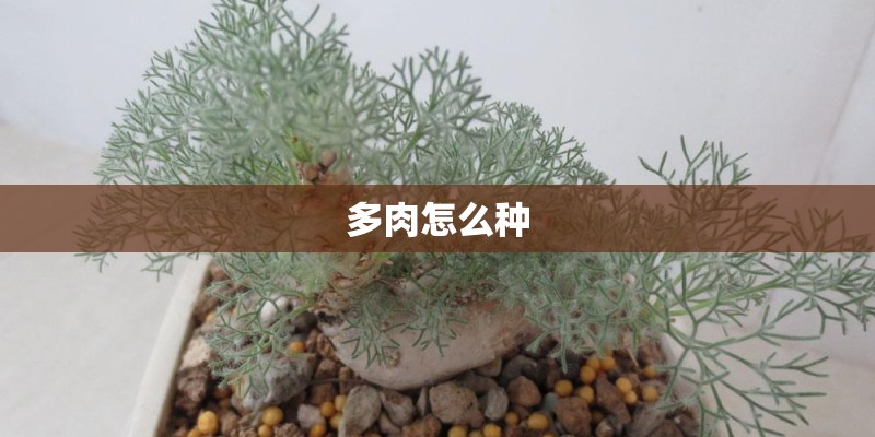 多肉怎么种