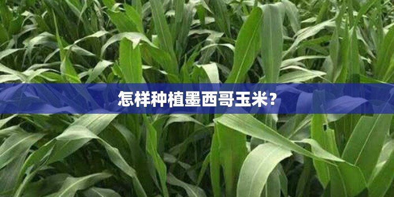 怎样种植墨西哥玉米？