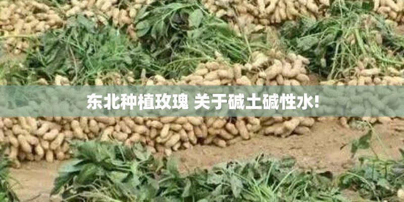 东北种植玫瑰 关于碱土碱性水!