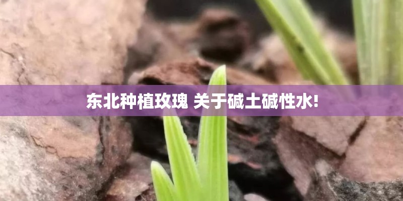 东北种植玫瑰 关于碱土碱性水!