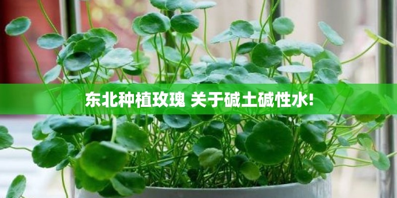 东北种植玫瑰 关于碱土碱性水!