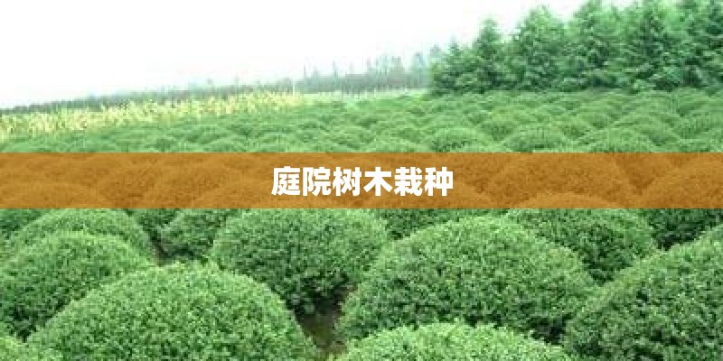 庭院树木栽种