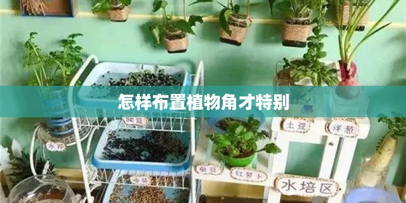 怎样布置植物角才特别