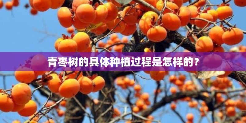 青枣树的具体种植过程是怎样的？