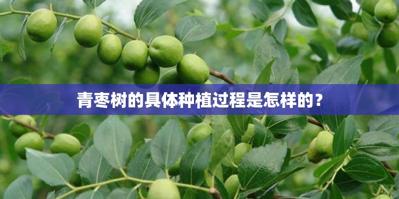青枣树的具体种植过程是怎样的？