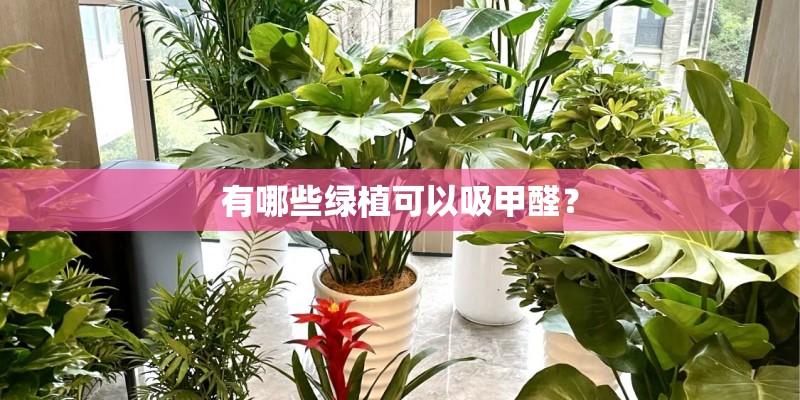 有哪些绿植可以吸甲醛？