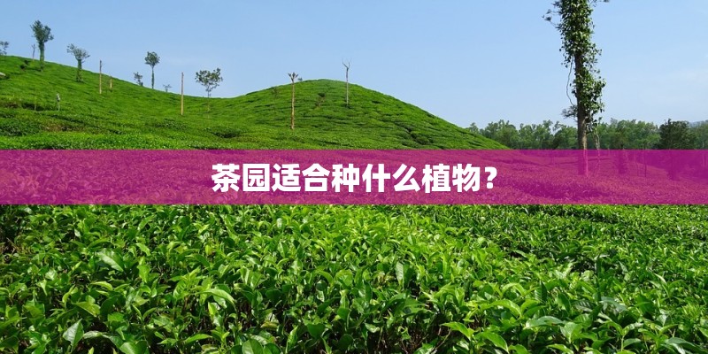 茶园适合种什么植物？
