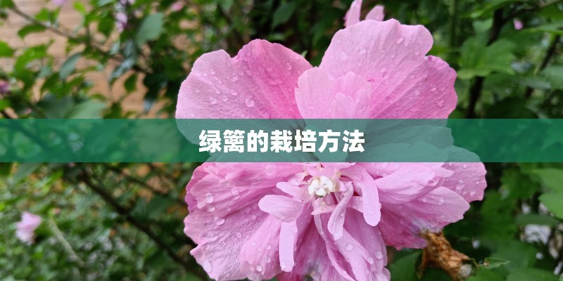 绿篱的栽培方法