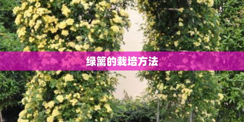 绿篱的栽培方法