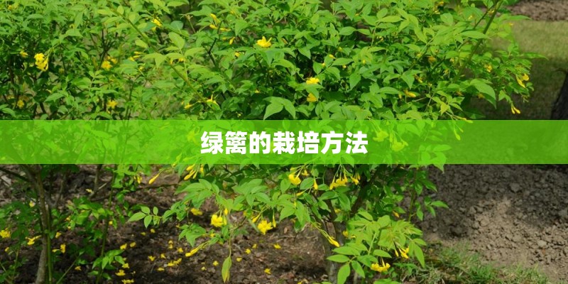 绿篱的栽培方法