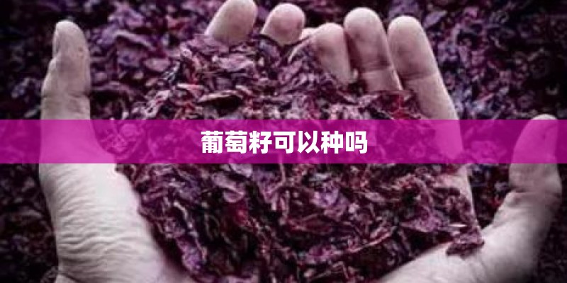 葡萄籽可以种吗