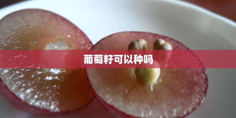 葡萄籽可以种吗
