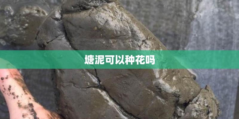 塘泥可以种花吗
