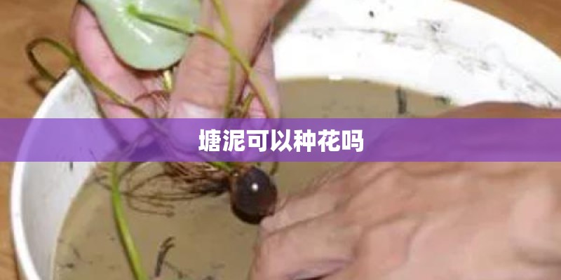 塘泥可以种花吗
