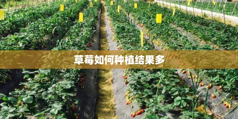 草莓如何种植结果多