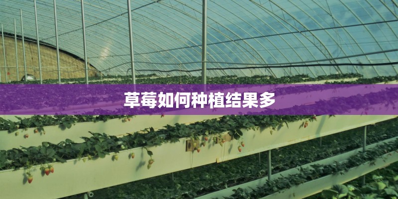 草莓如何种植结果多