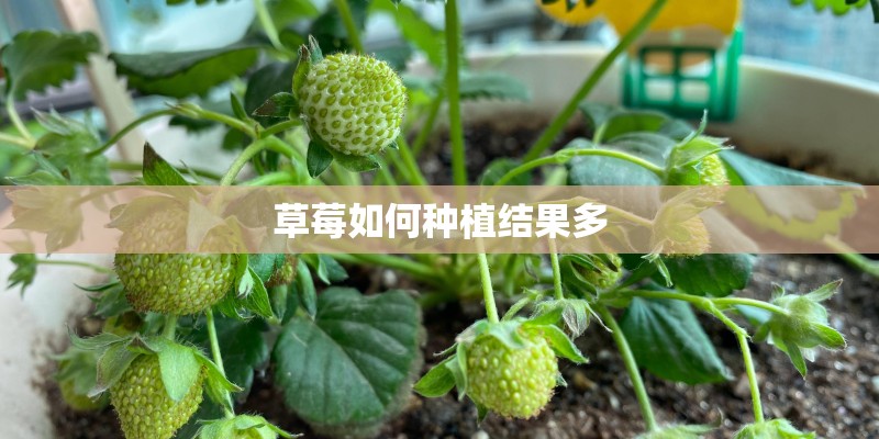 草莓如何种植结果多