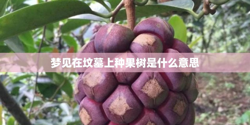 梦见在坟墓上种果树是什么意思