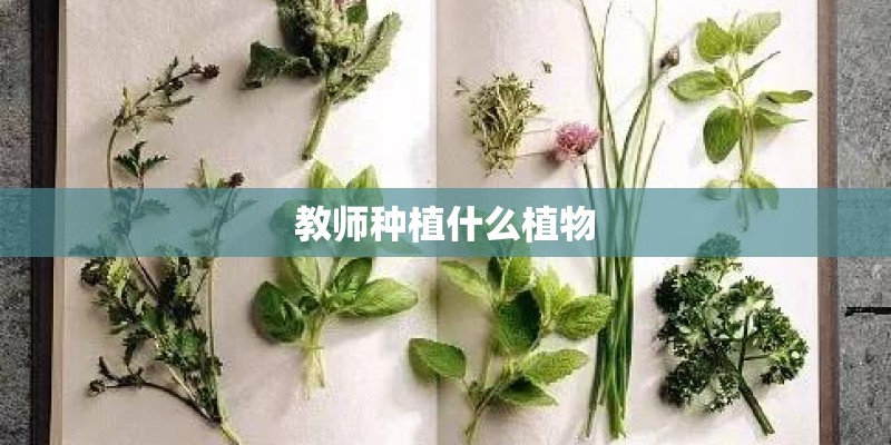 教师种植什么植物
