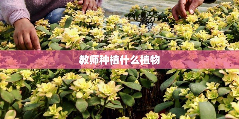 教师种植什么植物