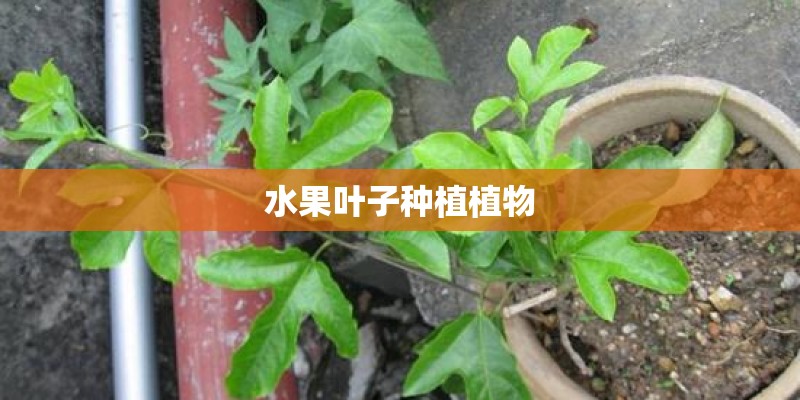水果叶子种植植物