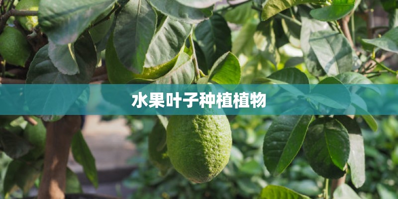 水果叶子种植植物