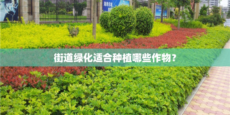 街道绿化适合种植哪些作物？