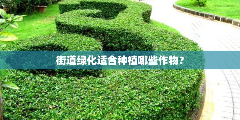 街道绿化适合种植哪些作物？
