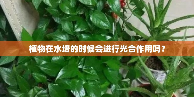 植物在水培的时候会进行光合作用吗？