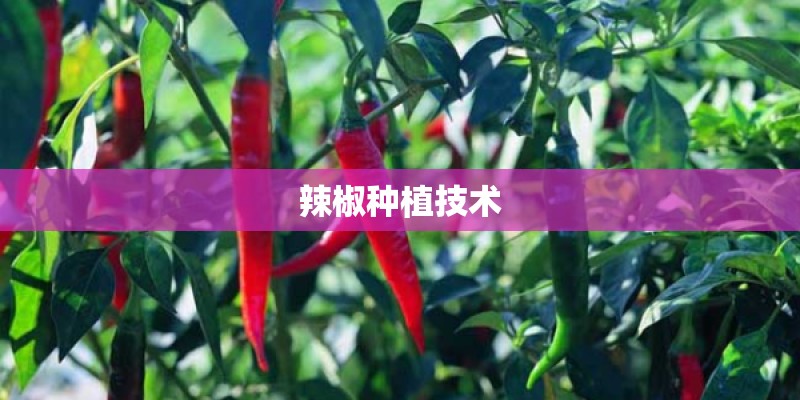 辣椒种植技术