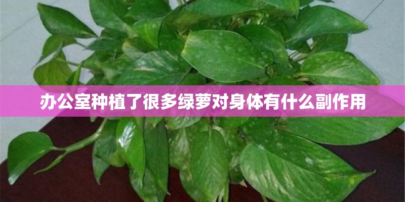 办公室种植了很多绿萝对身体有什么副作用