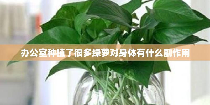 办公室种植了很多绿萝对身体有什么副作用