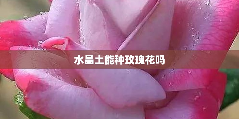 水晶土能种玫瑰花吗