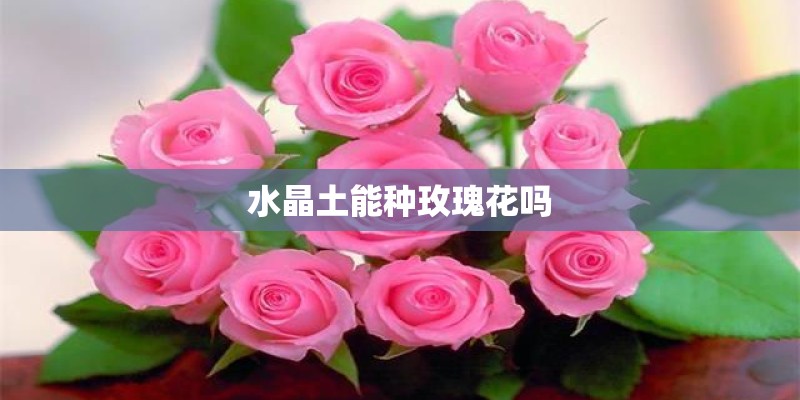 水晶土能种玫瑰花吗