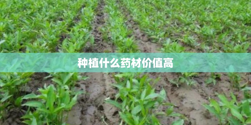 种植什么药材价值高