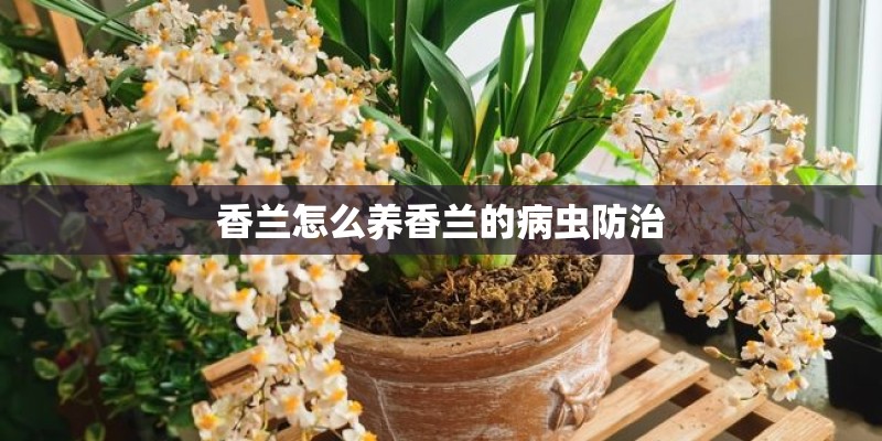 香兰怎么养香兰的病虫防治