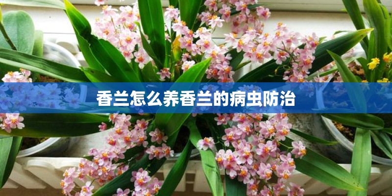香兰怎么养香兰的病虫防治