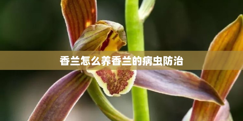 香兰怎么养香兰的病虫防治