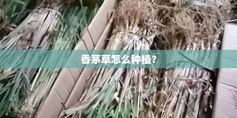 香茅草怎么种植？