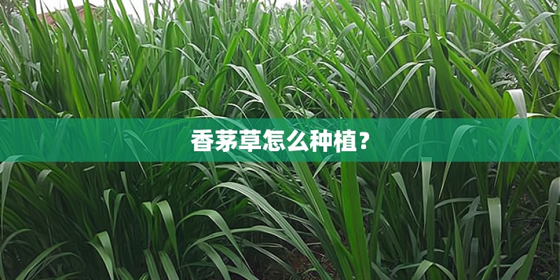 香茅草怎么种植？