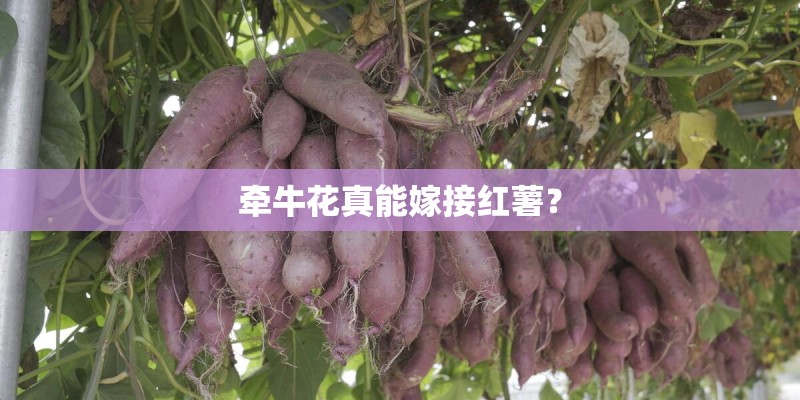 牵牛花真能嫁接红薯？
