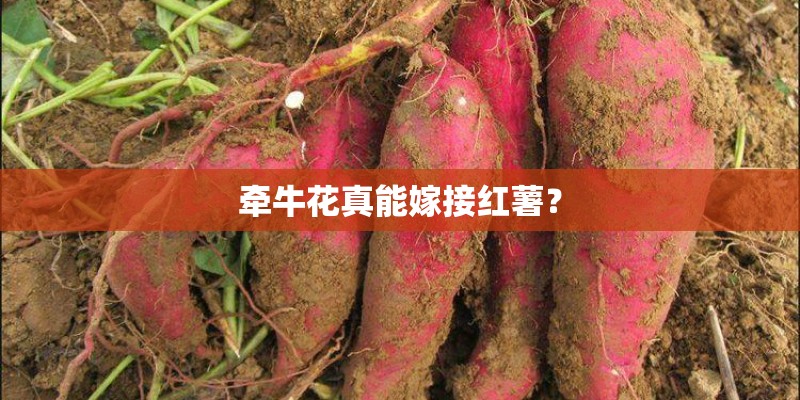 牵牛花真能嫁接红薯？